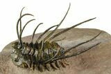 Flying Ceratonurus Trilobite - Top Quality Prep #381564-2